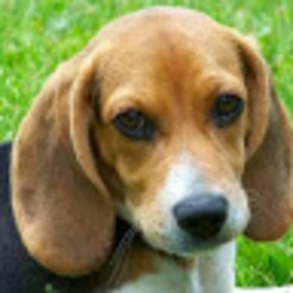 Meet your Posher, Nicki - Picture 1 of 1